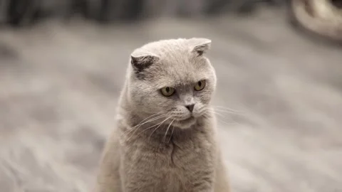 Cute gray scottish cat close up Stock-Footage 247829114