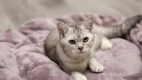 Cute gray scottish cat close up Video stock 247829140