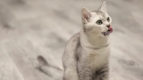 Cute gray scottish cat close up Stock Footage 248141080