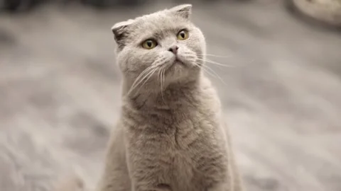 Cute gray scottish cat close up 스톡 동영상 248141091