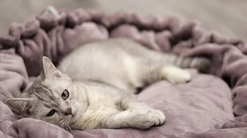 Cute gray scottish cat close up 動画素材 248141106