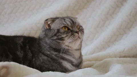 A cute gray Scottish Fold cat with yellow eyes lies on a light beige blanket and Stock Footage 148999662