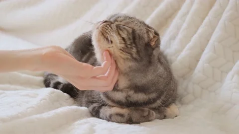 A cute gray Scottish Fold cat with yellow eyes lies on a light beige blanket and Stock Footage 149005581