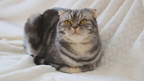 A cute gray Scottish Fold cat with yellow eyes lies on a light beige blanket and Stock Footage 149005629