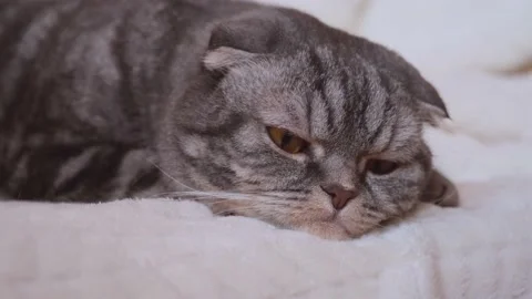 A cute gray Scottish Fold cat with yellow eyes lies on a light beige blanket and Stock Footage 149055996