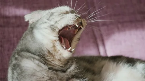 A cute gray Scottish Fold cat with yellow eyes lies on a sofa and yawns. Stock Footage 149089565