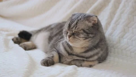 A cute gray Scottish Fold cat with yellow eyes lies on a light beige blanket and Stock Footage 149126746