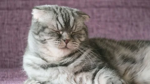 A cute gray Scottish Fold cat with yellow eyes lies on a sofa and licks its lips Stock Footage 149230534