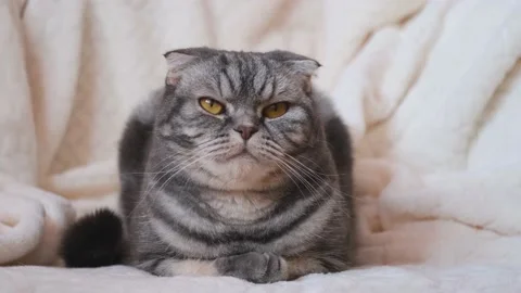 A cute gray Scottish Fold cat with yellow eyes lies on a light beige blanket and Stock Footage 149261712