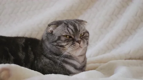 A cute gray Scottish Fold cat Stock Footage 149315056