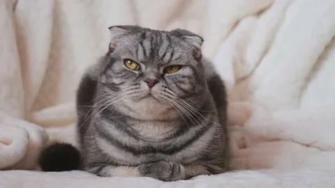 Cute gray Scottish Fold cat with yellow Stock Footage 149363900
