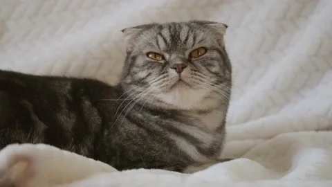 A cute gray Scottish Fold cat with yellow eyes Stock Footage 149422611