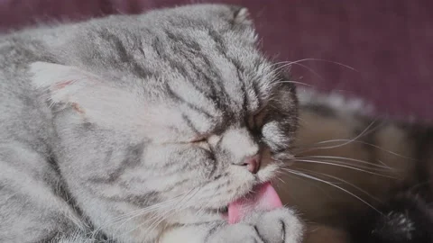 A cute gray Scottish Fold cat with yellow eyes Stock Footage 149458579