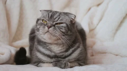 Cute gray Scottish Fold cat with yellow eyes Stock Footage 149503389