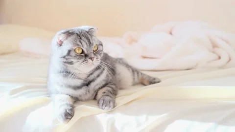 A cute gray Scottish Fold cat Stock Footage 149661878