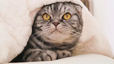 A cute gray Scottish Fold cat Video stock 149662201