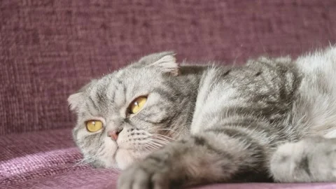 A cute gray Scottish Fold cat Stock Footage 149674847