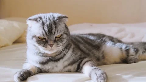 A cute gray Scottish Fold cat with yellow eyes Stock Footage 149774074