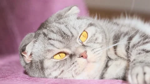 A cute gray Scottish Fold cat with yellow eyes Video stock 149834591