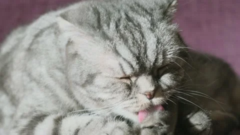 A cute gray Scottish Fold cat Stock Footage 149859910