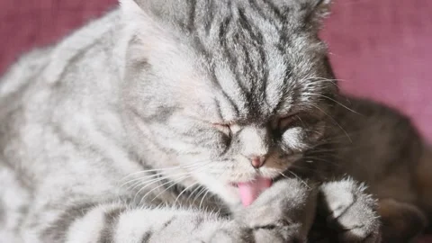 A cute gray Scottish Fold cat Stock Footage 150512069