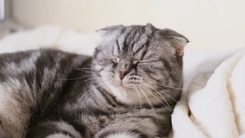 A cute gray Scottish Fold cat Stock Footage 150741964