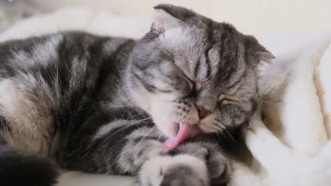 A cute gray Scottish Fold cat Stock Footage 150741991
