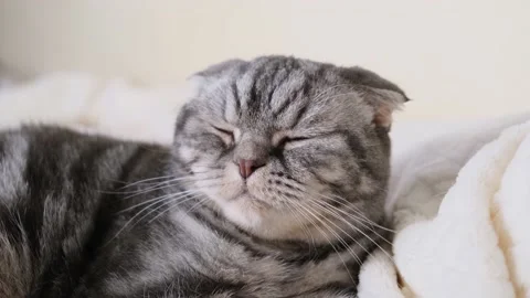 A cute gray Scottish Fold cat Stock Footage 150742414