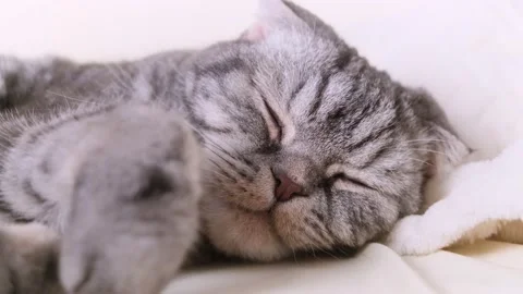 A cute gray Scottish Fold cat Stock Footage 150742477