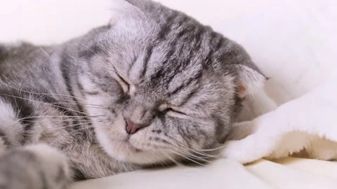 A cute gray Scottish Fold cat Stock Footage 150742625