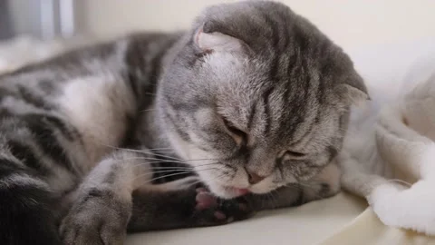 A cute gray Scottish Fold cat Stock Footage 150742722