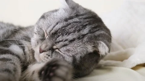 A cute gray Scottish Fold cat Stock Footage 150742729