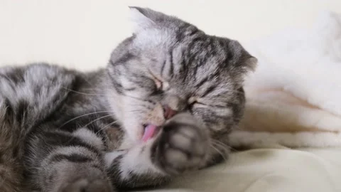 A cute gray Scottish Fold cat Stock Footage 150742734