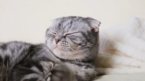 A cute gray Scottish Fold cat Stock Footage 150742779