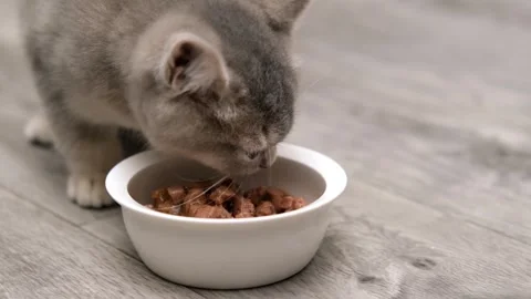 Cute gray scottish kitten eating from a saucer Stock Footage 257665195
