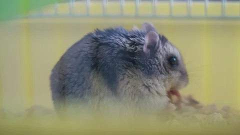 Cute gray small hamster bites nuts in a cage Vidéo 128351604