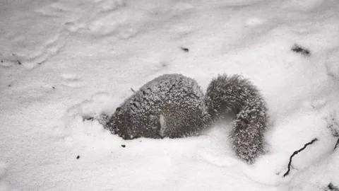 Cute gray squirrel digging and eating nuts in the cold winter snow during a Stock Footage 328272692