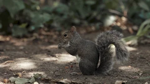Cute gray squirrel eating a nut in the forest Stock Footage 341956817