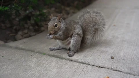 Cute gray squirrel eating nuts on concrete path in backyard close up Stock Footage 336279790