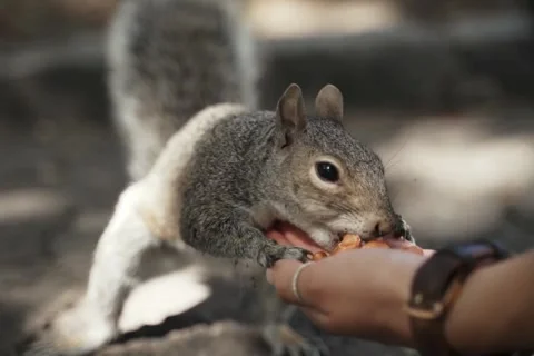 Cute Gray Squirrel Eating Nuts From Woman Hand in Park Close Up Video stock 343759305