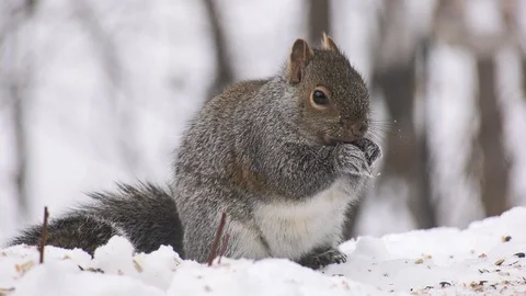 Cute Gray Squirrel - sciurus carolinensis - eastern gray or grey squirrel Stock Footage 120942537