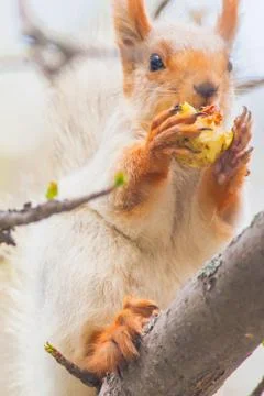 Cute gray squirrel sits on a tree and eats an apple Foto stock