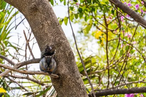 Cute gray squirrel sitting on a branch and munching on food Stock Photos