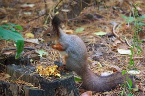 Cute gray squirrel sitting on a tree stump. Animals Stock Photos