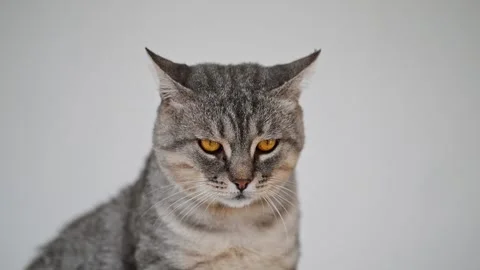 Cute gray tabby cat looking away Stock Footage 278460605