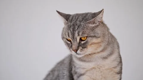 Cute gray tabby cat looking away and licks Stock Footage 278534658