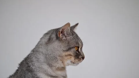 Cute gray tabby cat looking in different directions Stock Footage 278535450