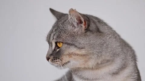 Cute gray tabby cat looking in different directions Stock Footage 278654534
