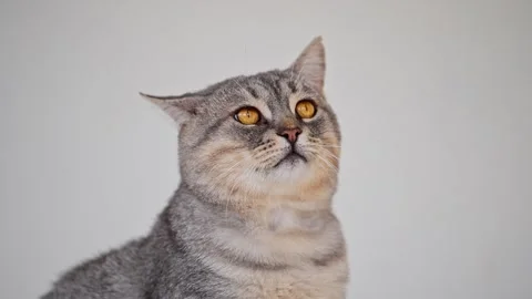 Cute gray tabby cat looking up Stock Footage 278762852