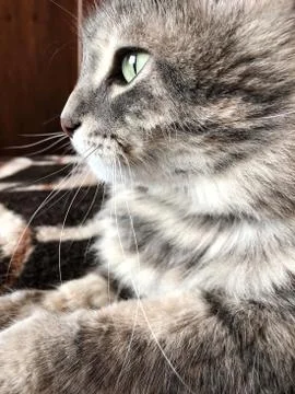 A cute gray tabby cat Stock Photos